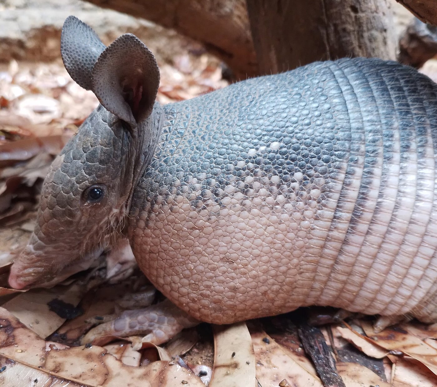 A nine-banded armadillo with a grey banded shell and long snout, walking through leaf litter