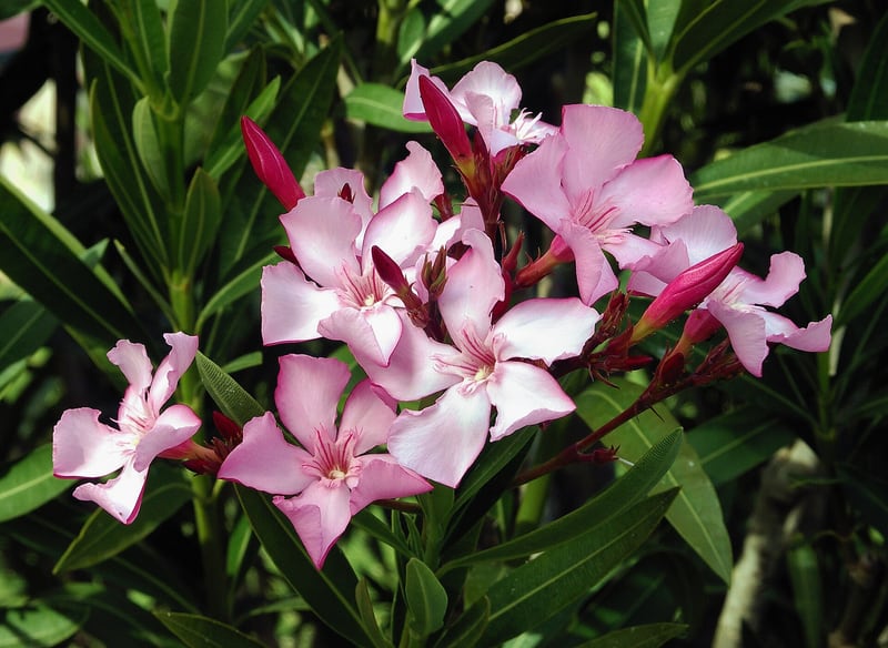 An oleander shrub with narrow leathery leaves and clusters of pink flowers