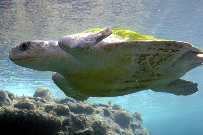An olive ridley sea turtle with a rounded olive-grey shell crawling across sand toward the sea
