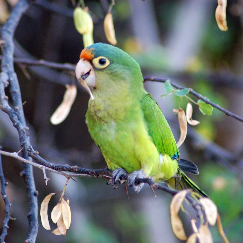 A small green orange-fronted parakeet with an orange patch above the beak perched on a branch