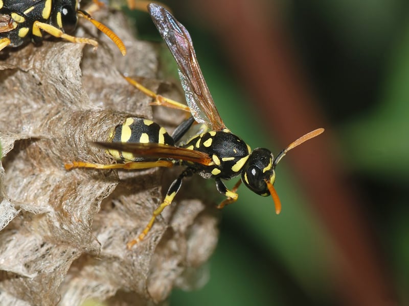A slender brown and yellow paper wasp on the open cells of a grey paper nest