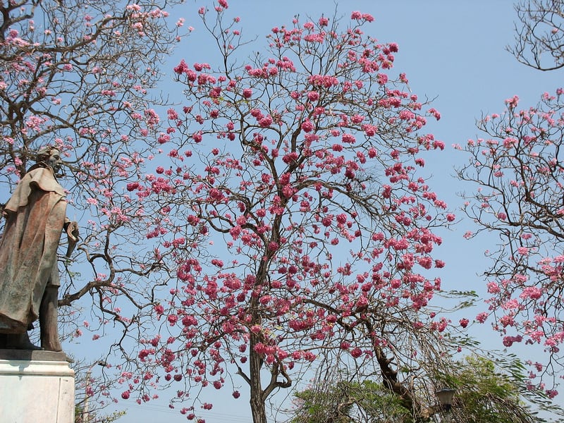 A pink trumpet tree covered in pale pink blossoms on leafless branches