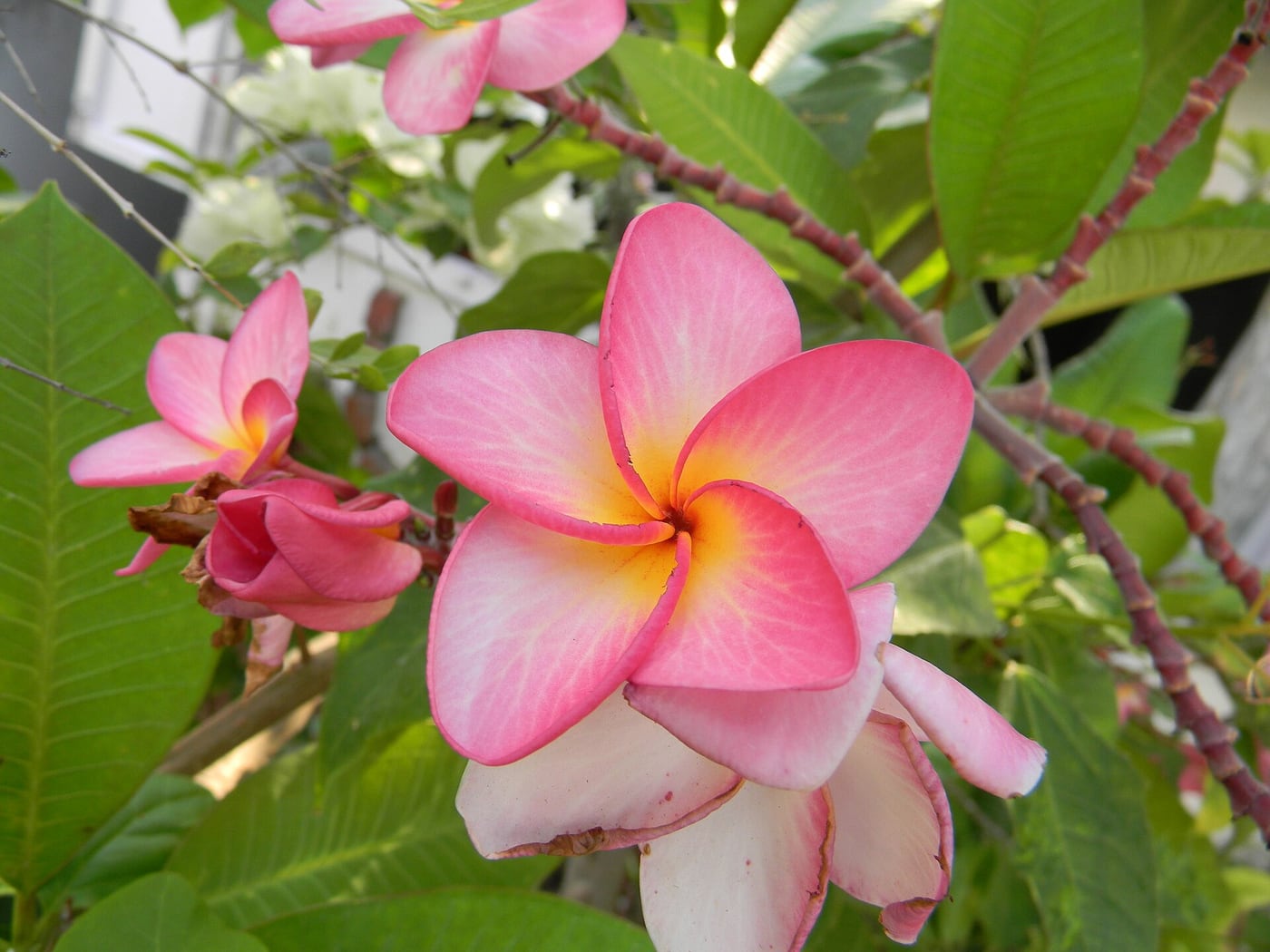 A cluster of white plumeria flowers with yellow centres on a stubby branch