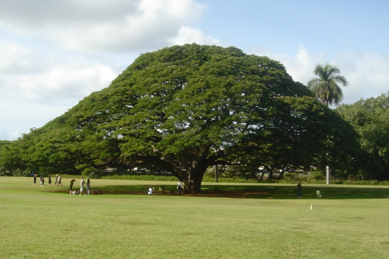 An enormous rain tree with a vast spreading umbrella crown standing in open pasture