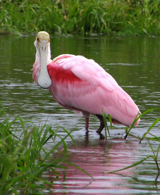 A pink roseate spoonbill with a long flat spoon-shaped bill wading in shallow water