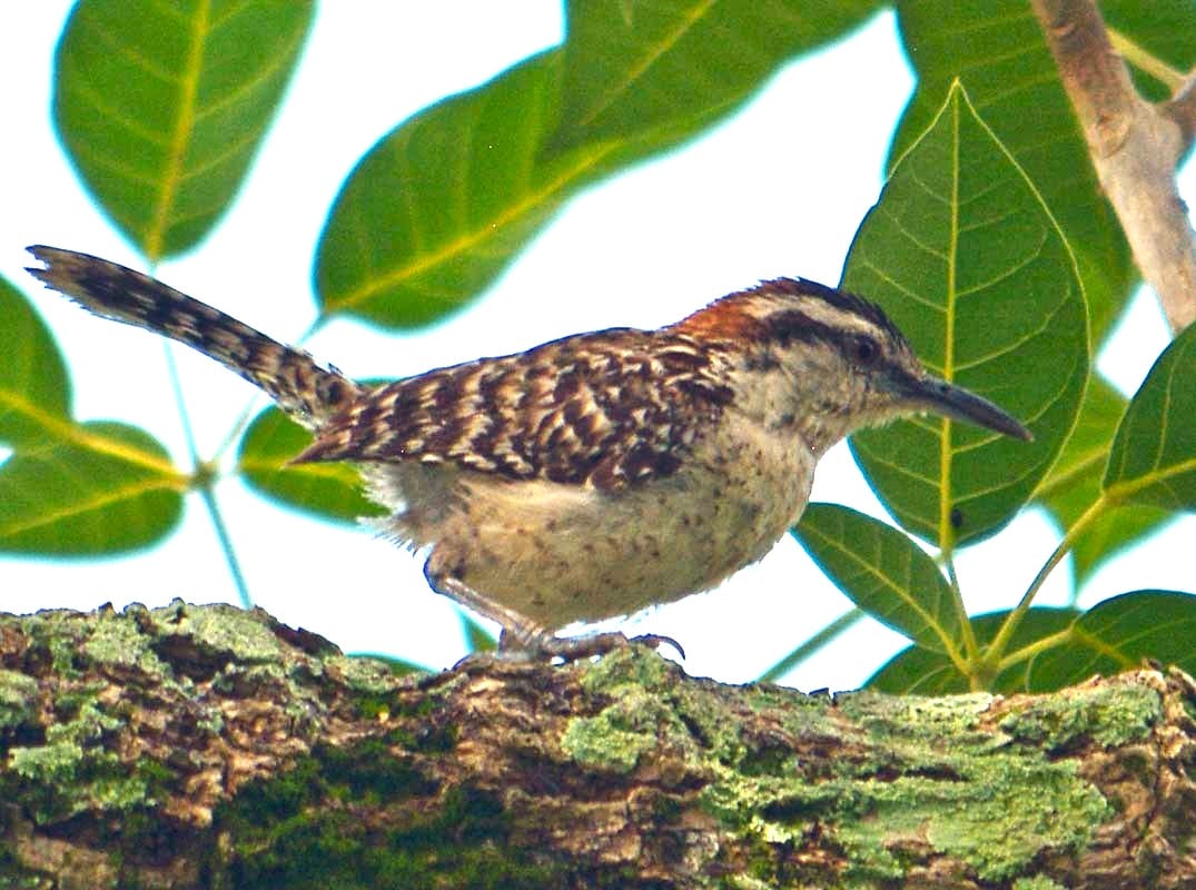 A rufous-naped wren with a rust-coloured nape, streaked back and bold eye stripe perched on a thorny branch