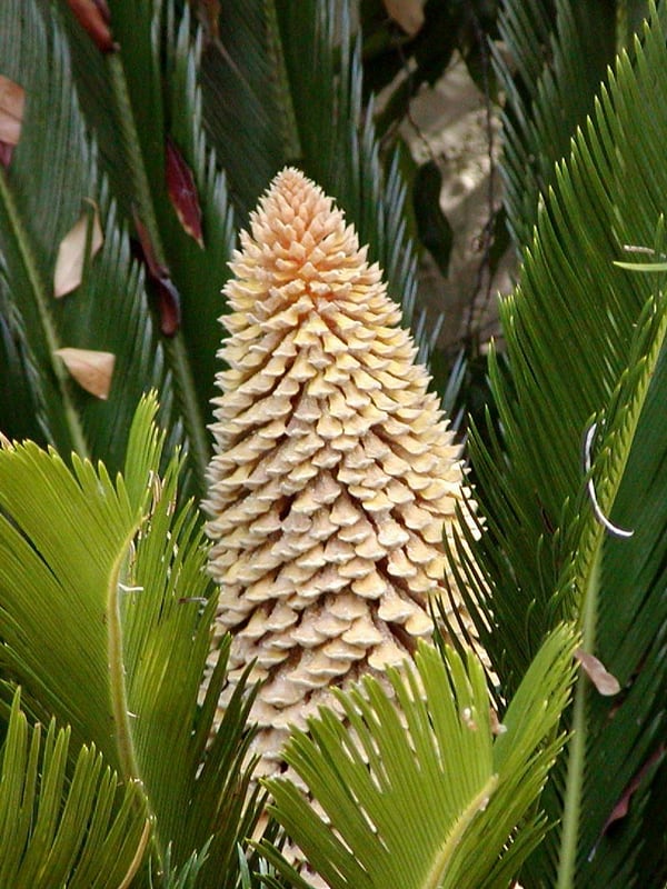 A sago palm with a rosette of stiff dark green feathery fronds and a thick trunk