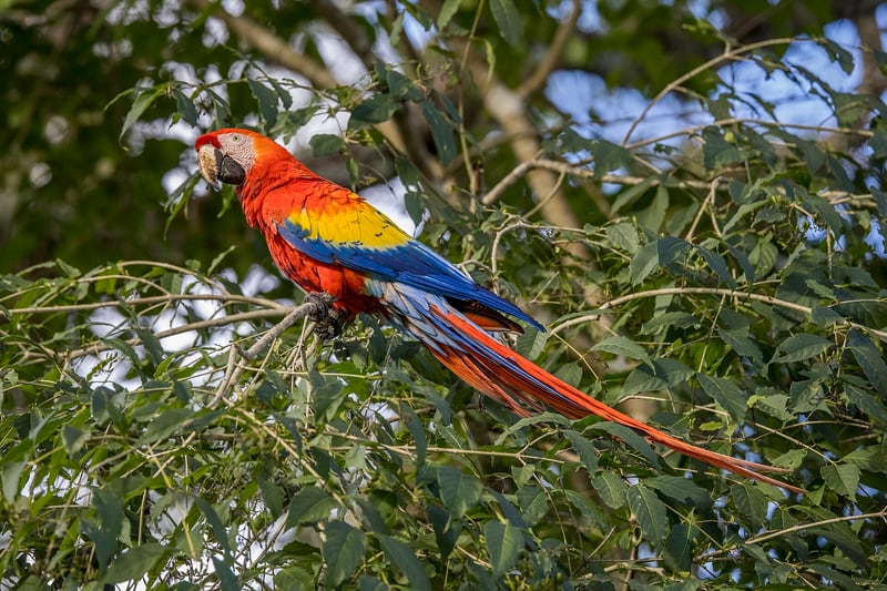A scarlet macaw with brilliant red, yellow and blue plumage perched on a branch
