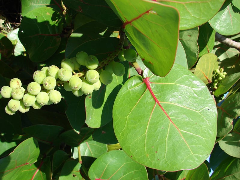 A sea grape shrub with large round leathery leaves and a hanging cluster of small purple fruit