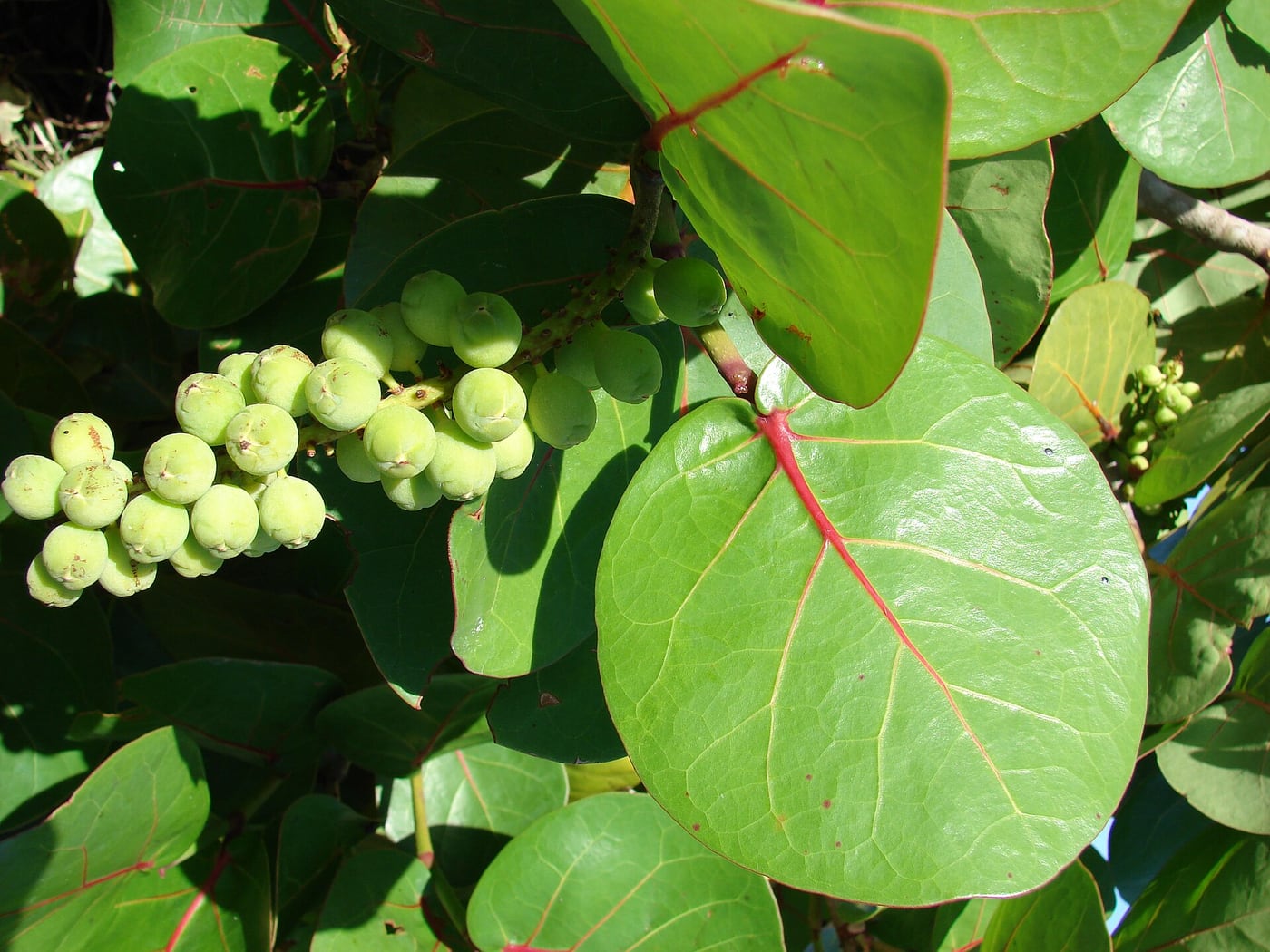 A sea grape shrub with large round leathery leaves and a hanging cluster of small purple fruit