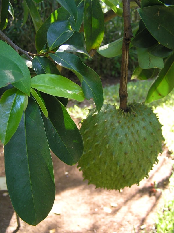 A large green soursop fruit covered in soft curved spines hanging from a branch