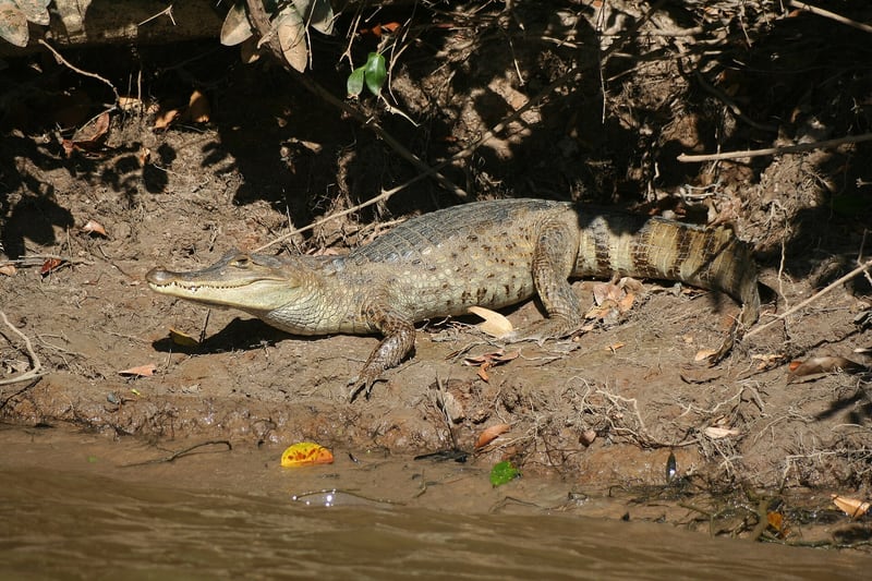 A spectacled caiman with a bony ridge between its eyes lying in shallow water among vegetation