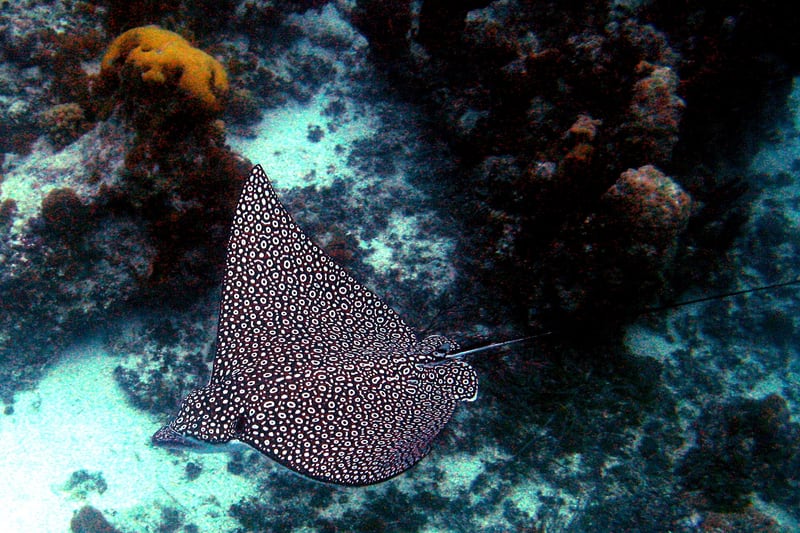 A spotted eagle ray with a dark back covered in white spots swimming over a sandy sea floor