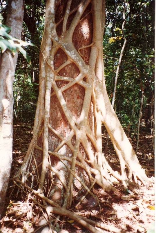 A strangler fig with a lattice of tangled roots wrapped around and replacing the trunk of its host tree