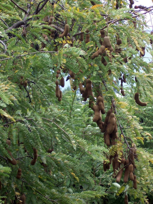 A tamarind tree with fine feathery foliage and clusters of brown pods