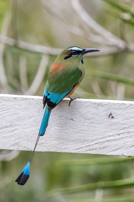 A turquoise-browed motmot with a rust body, turquoise brow and wings, and a long tail ending in two racquet shapes
