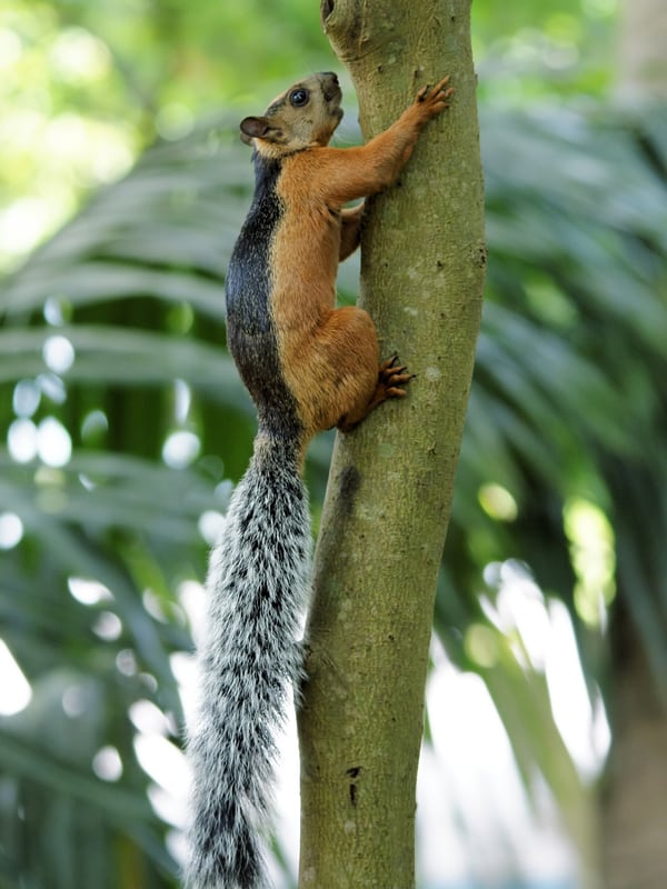 A variegated squirrel with a dark back, pale belly and bushy tail, clinging to a tree trunk