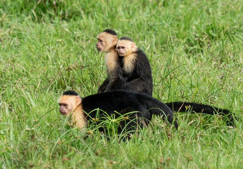 A white-faced capuchin monkey with a black body and pale face and shoulders, perched on a branch