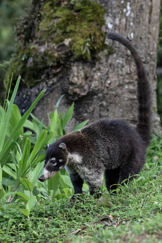 A white-nosed coati with a long pale snout and a ringed tail held upright, walking across dry ground