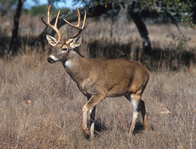 A white-tailed deer with a reddish-brown coat standing alert in dry grass