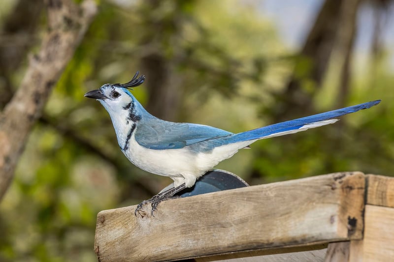 A white-throated magpie-jay with a blue back, white breast, long blue tail and a curled black crest, perched on a branch