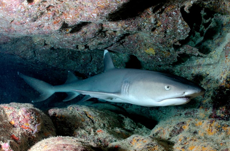 A slender grey whitetip reef shark with white-tipped fins resting on a sandy seabed under a rock ledge
