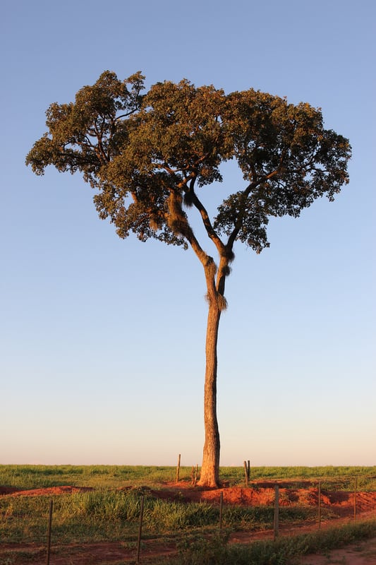 A yellow trumpet tree in full bloom, its entire crown covered in golden yellow flowers against a blue sky