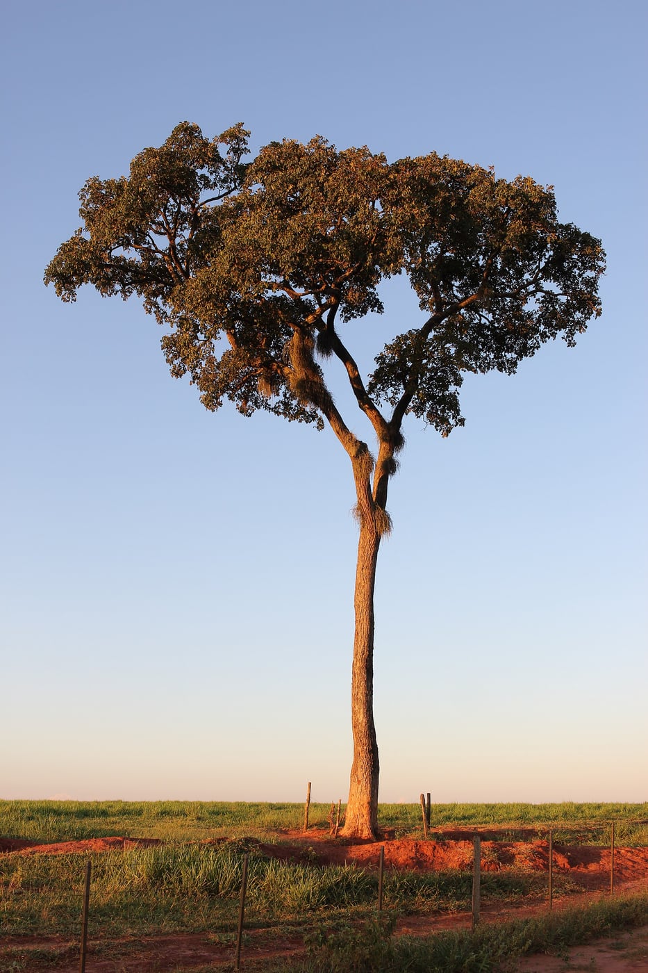 A yellow trumpet tree in full bloom, its entire crown covered in golden yellow flowers against a blue sky