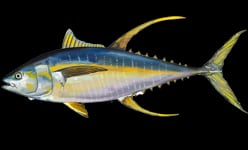 A yellowfin tuna with a dark blue back, silver belly and long yellow fins swimming underwater